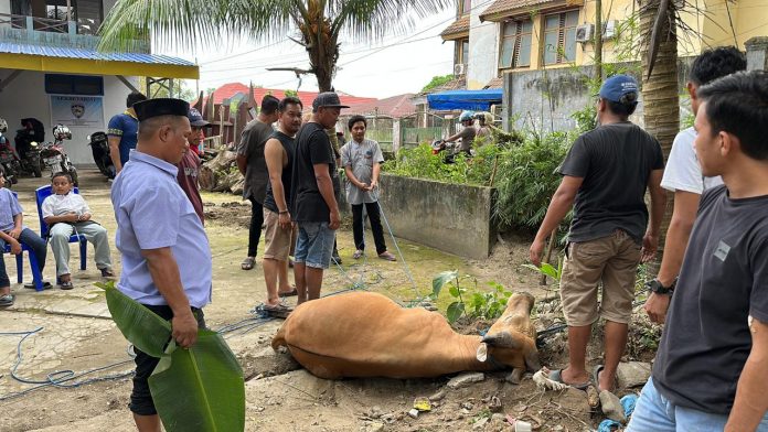 IMI Sultra Salurkan Ratusan Paket Daging Kurban. Foto: Ist